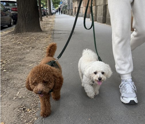 BARK šetač sa psom u Beogradu
